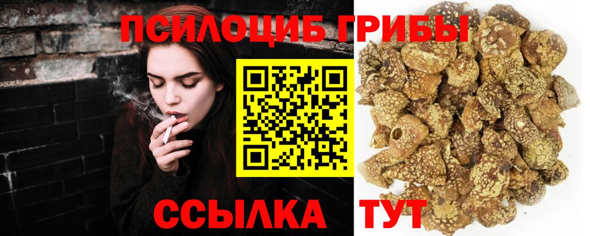 Галлюциногенные грибы Psilocybine cubensis Дербент